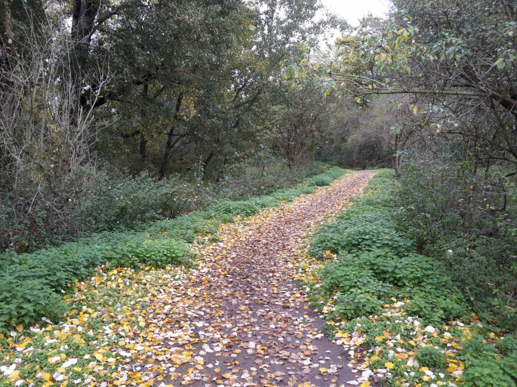 Ein Wanderweg im Herbst